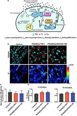 PKAN hiPS-Derived Astrocytes Show Impairment of Endosomal Trafficking: A Potential Mechanism Underlying Iron Accumulation